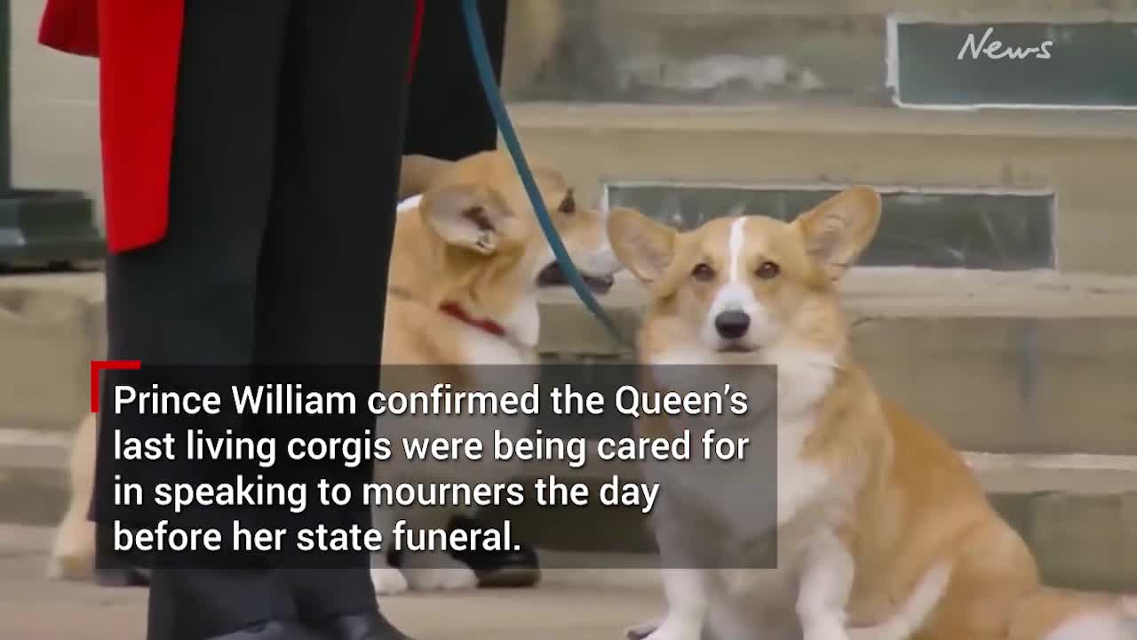 Queen Elizabeth II died with beloved corgis in the room