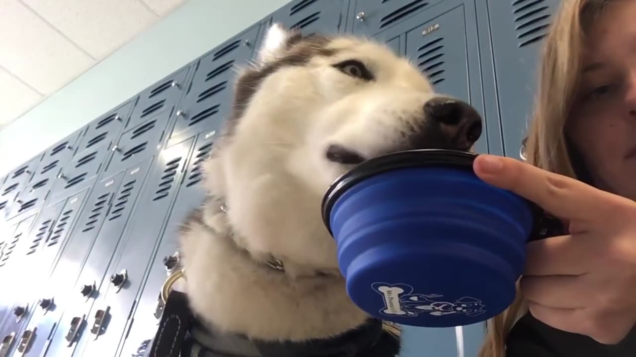 A Day In My Life High School with a Service Dog