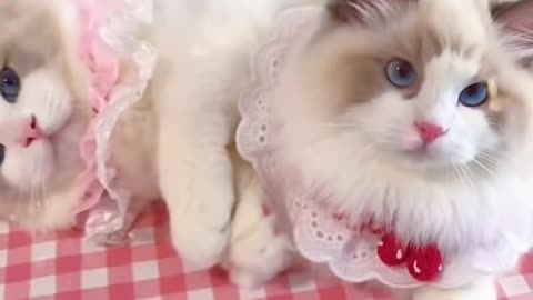 Cute Nice Cats Fun Videos