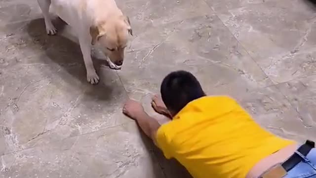 Funny dog🐕 Smart Labrador repeat exercise with Daddy, Smart and cute