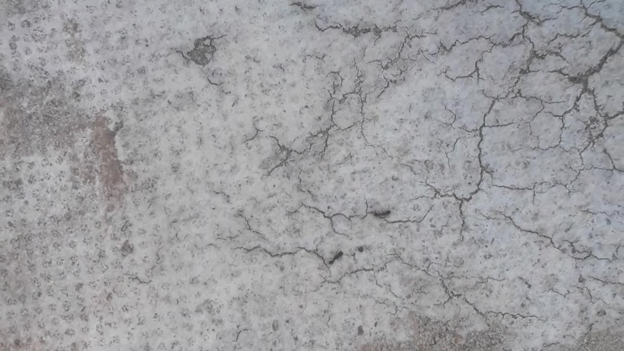 Small black ant