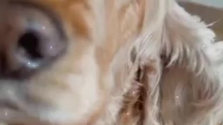 sweet long blonde haired cocker spaniel