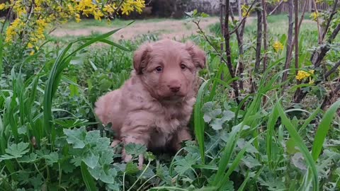 Sweet Puppy In Spring Grass