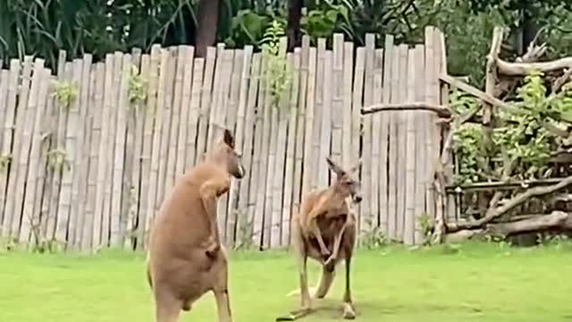 Pet's throats everyday Oh, kangaroo