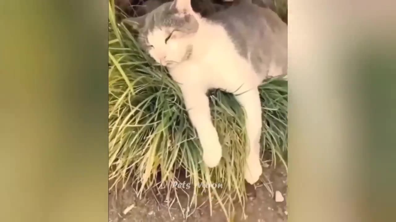 The Funniest Animals π
New Funny Cat and Dog Videos πΈπΆ Part 3