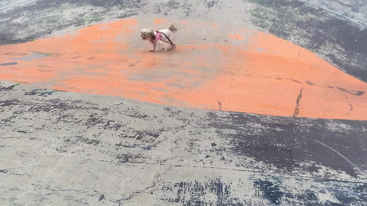 Dog Makes Her Own Fun at the Park