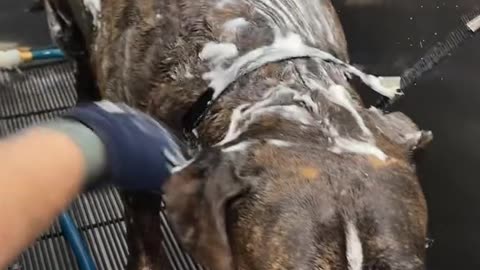 "Adorable Dog Plays in Snow for the First Time!"
