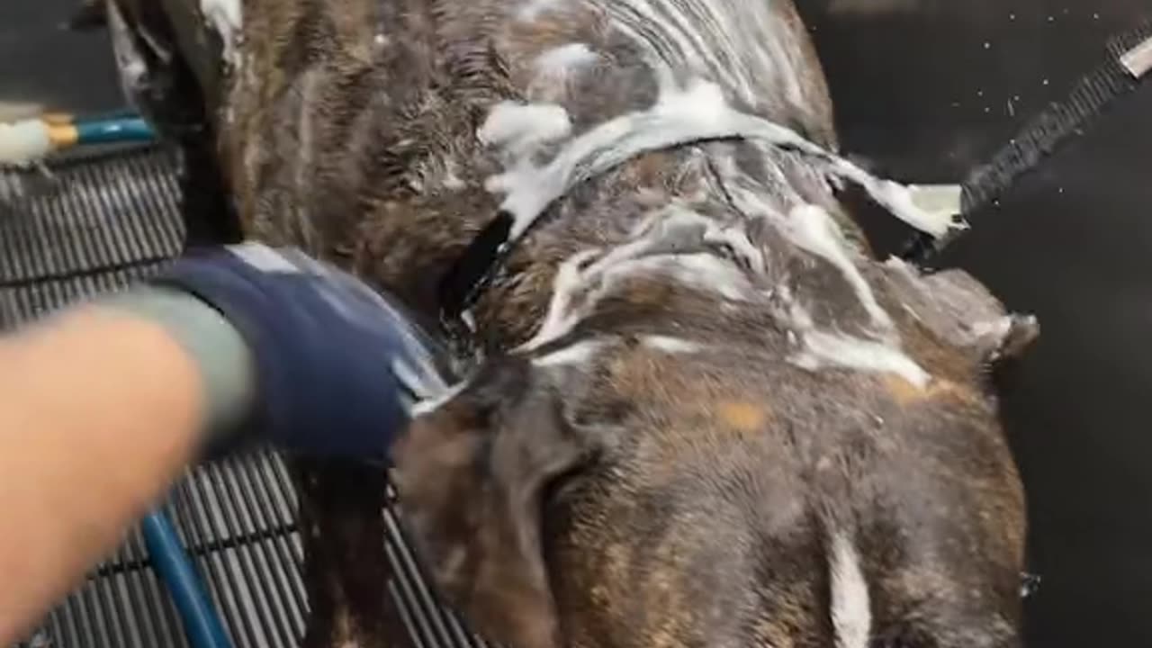 "Adorable Dog Plays in Snow for the First Time!"