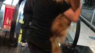 Golden Retriever Gets Carried Up Escalator