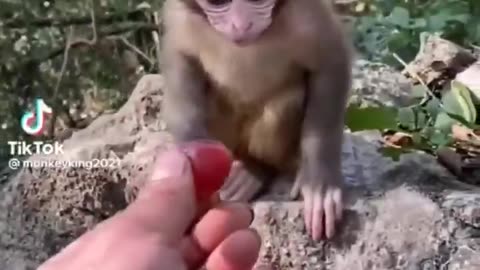 Cute funny animals