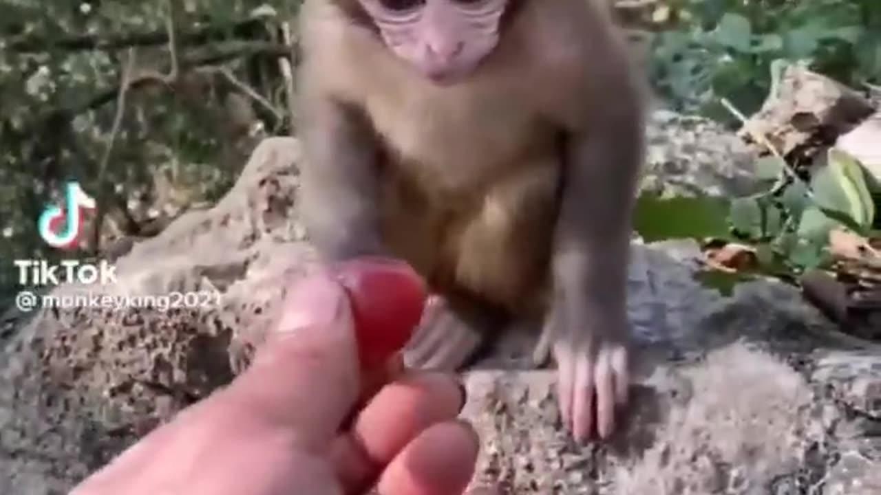 Cute funny animals