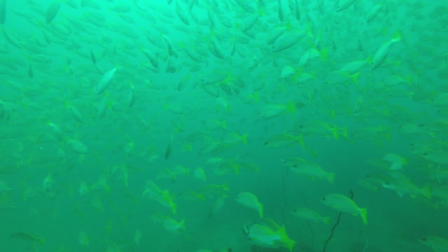 yellowfishes underwater sea thailand