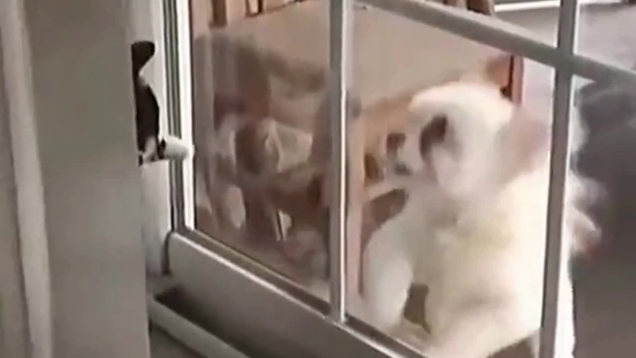 funny animal videos