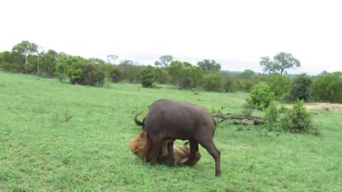 EXTREMELY RARE!!! Fearless Male Lion attacks Buffalo Herd, ALONE!!!