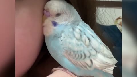 Cute pet collection