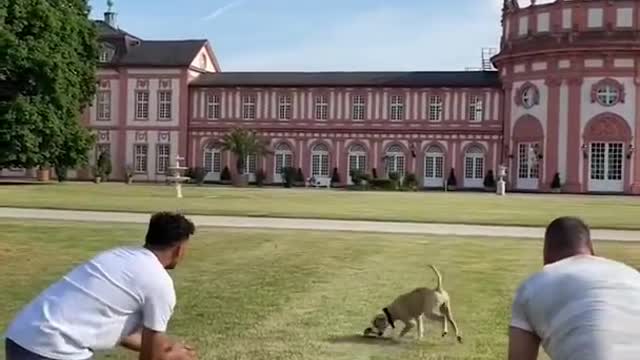 Dog takes the camera