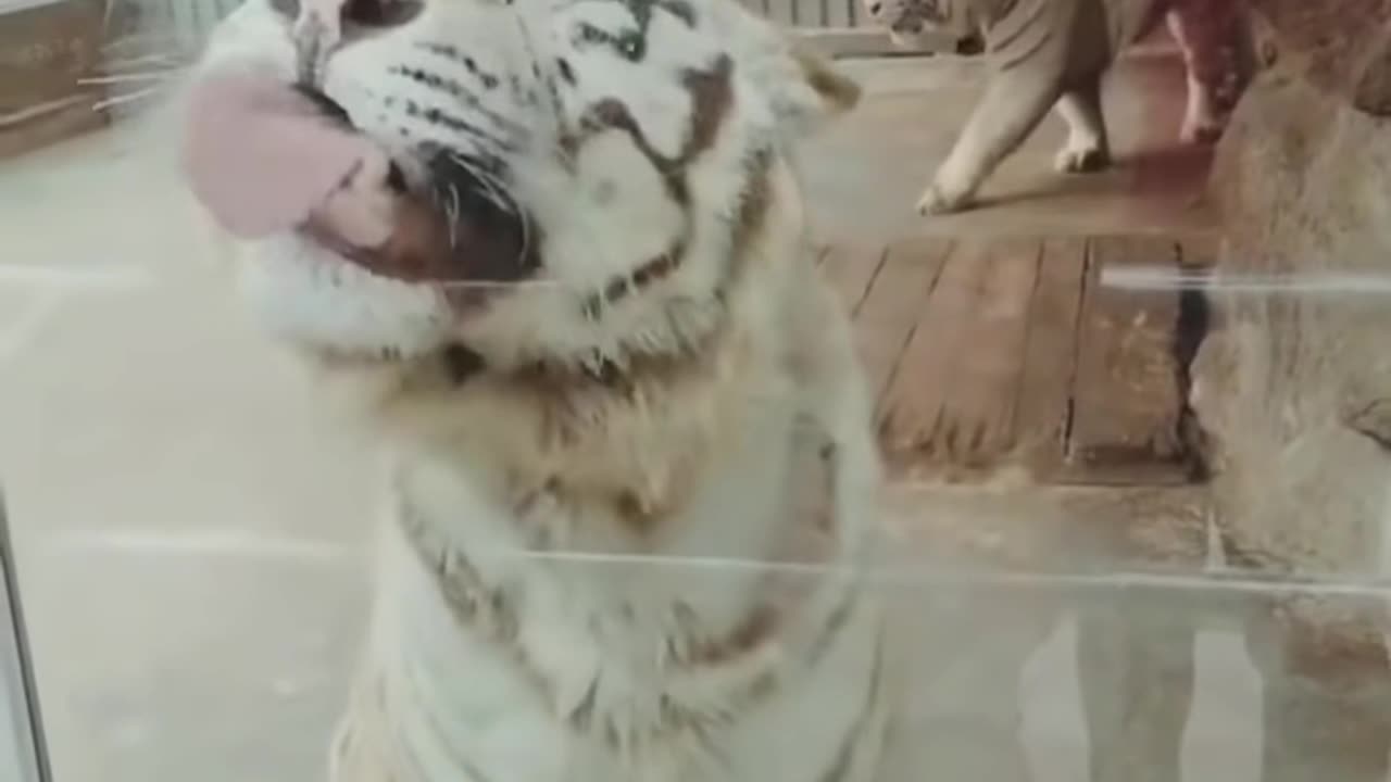 Best Funny Animal Videos of the year (2024), funniest animals ever. Relax with cute animals video