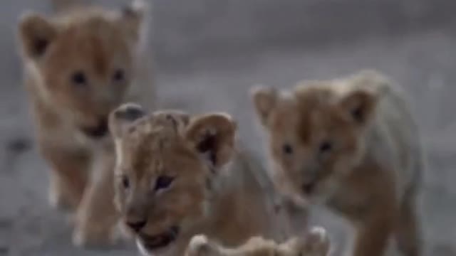The little lion