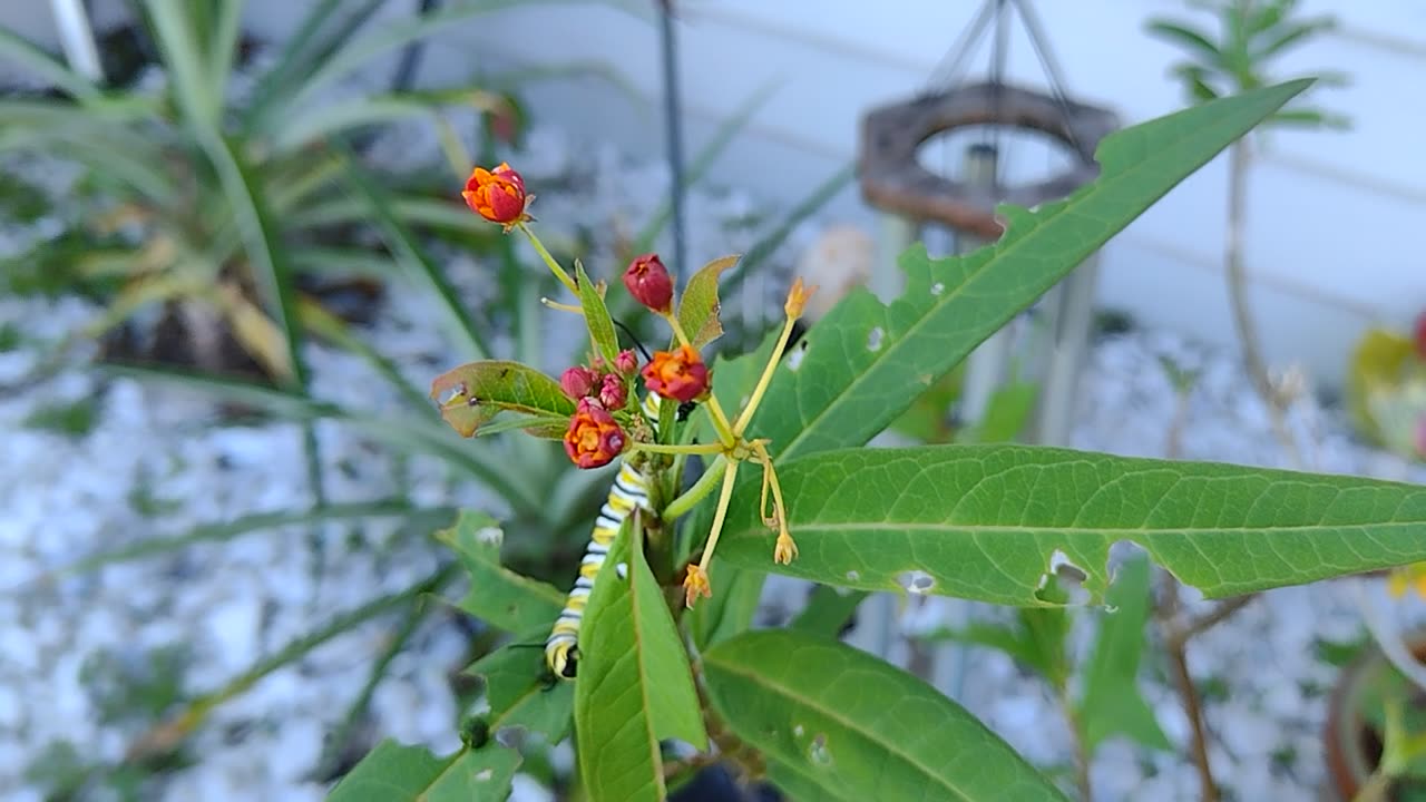 Rescue of monarchs ❤️