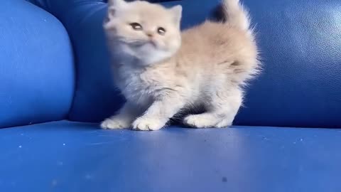 Cute Kittens 2023 _ Cute Kitten Video Compilations