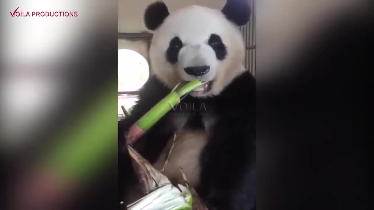 Awesome Panda Eating Bamboo