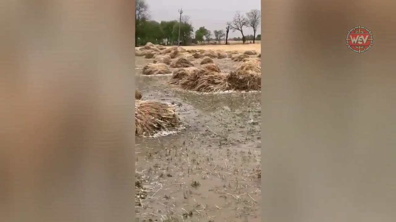 ***heavy rain and hailstorm pummeled punjab ,india***