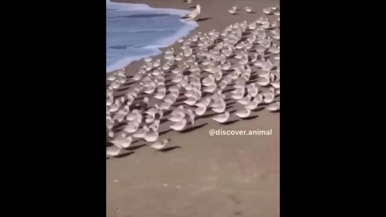 Best Funny Animal Videos of 2024, the funniest animals ever, relax with charming animals video.