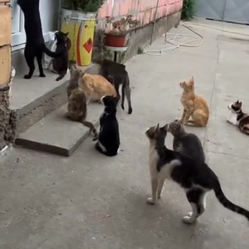 Funny cat and kittens|CatAndDogCute