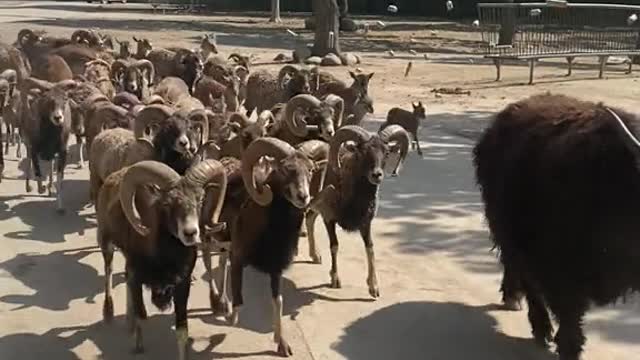 I realize that people don't like sheep these days