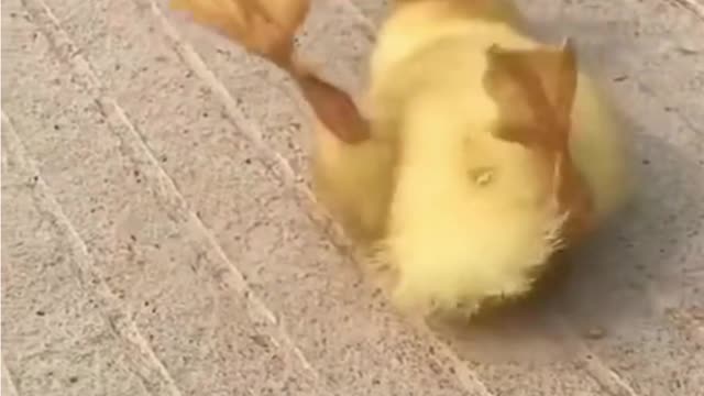 Baby dogs happy mood | world best lovely dogs HD videos | we love dogs - 30