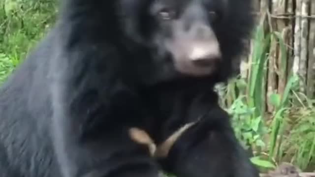 Can be lovely love pandas, who can not love