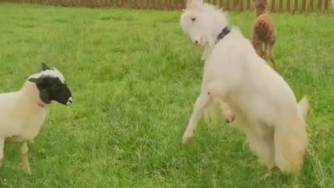 "This Dog Will Have You Laughing Out Loud!"