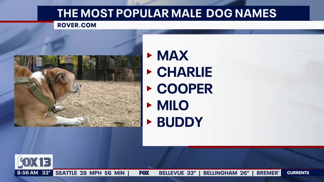 The most popular dog names of 2022