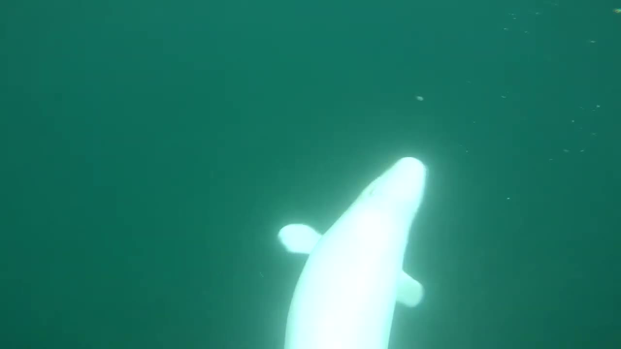 Beluga whale plays with people biting their legs