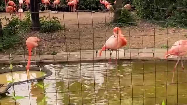 Flamingo 🦩