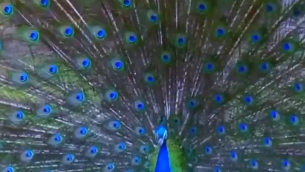 Beautiful peacock dance 🌎 beauty animals