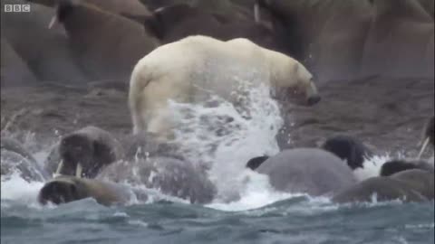 Fighting of Polar Bear