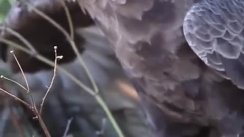 Eagles prey on large insects