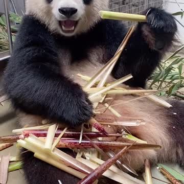 Giant Panda: this little look is so cute. It will be broadcast live around 9:00 tomorrow morning 🐼