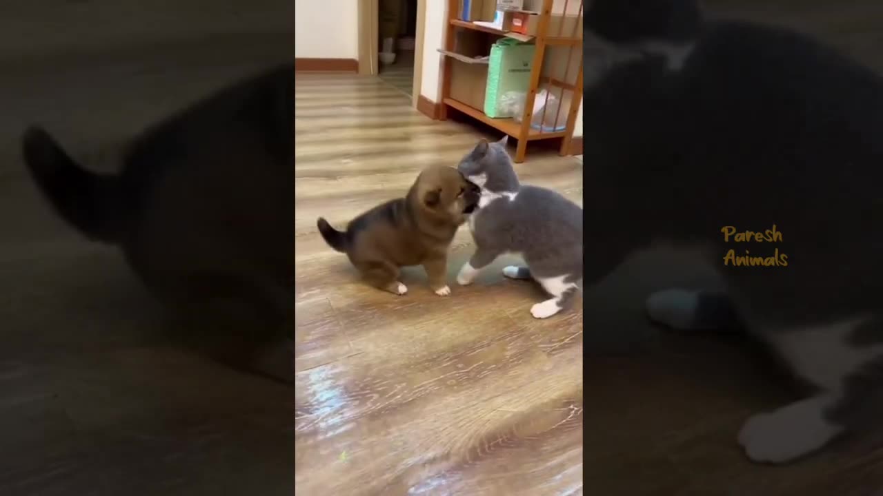 Funny Cat Videos Compilation # Best Of The Animal Videos