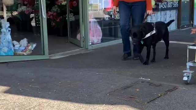 Happy International Guide Dog Day!