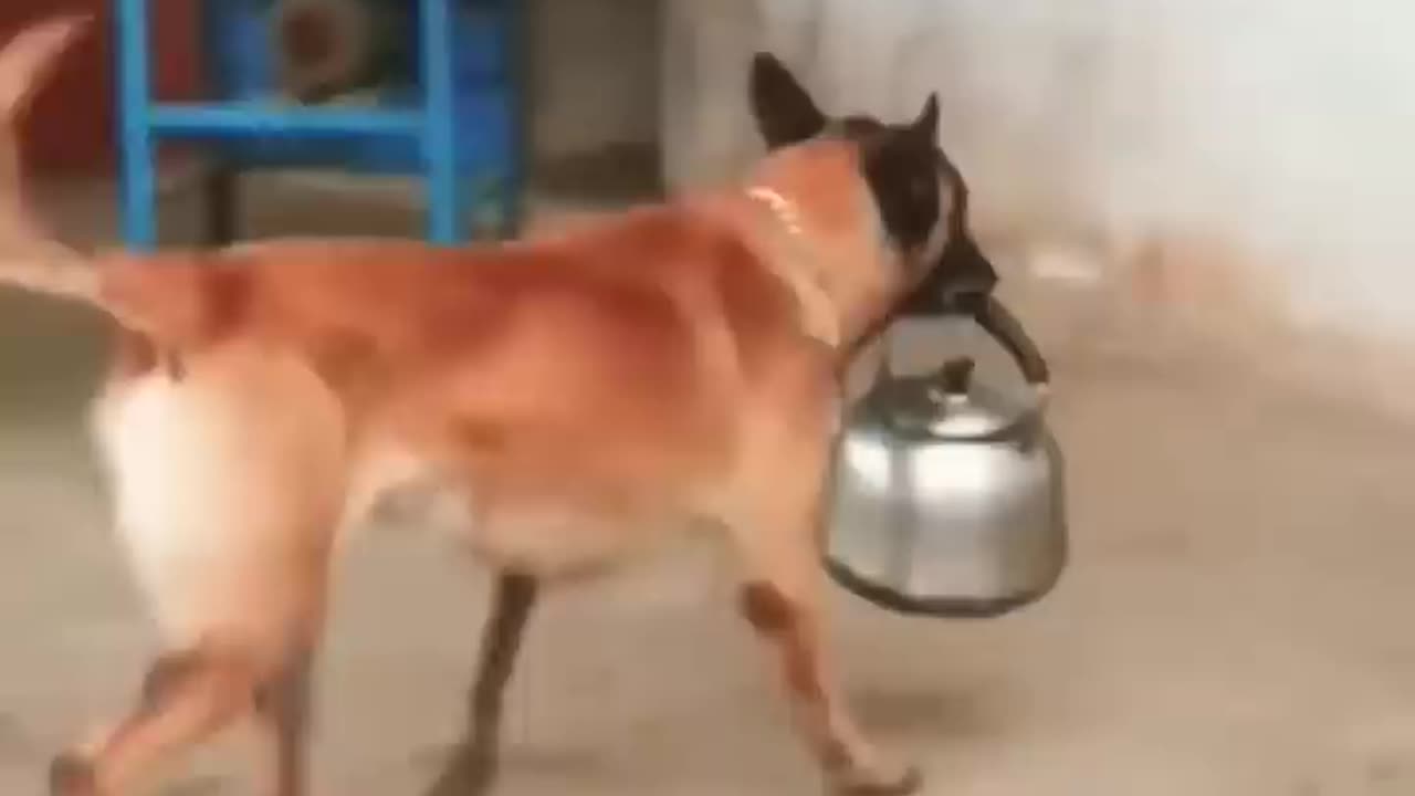 इंसान से ज्यादा कुत्ता🦮 समझदार🐄 है 🤣 #indianvillagelife #dailyvlog #dogvlog
