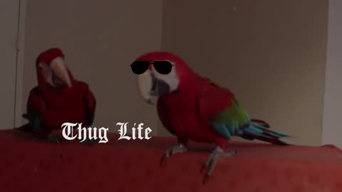 Parrot Thug Life