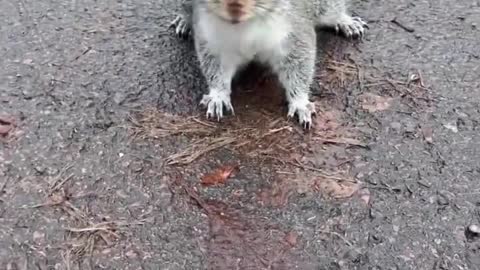 I met a squirrel and turned it over