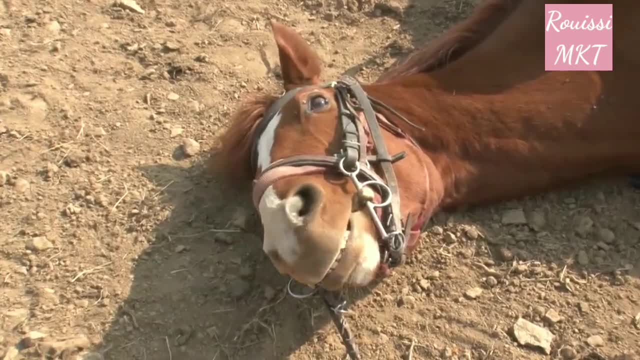 In a very strange scene ... a horse pretends to die when someone approaches it