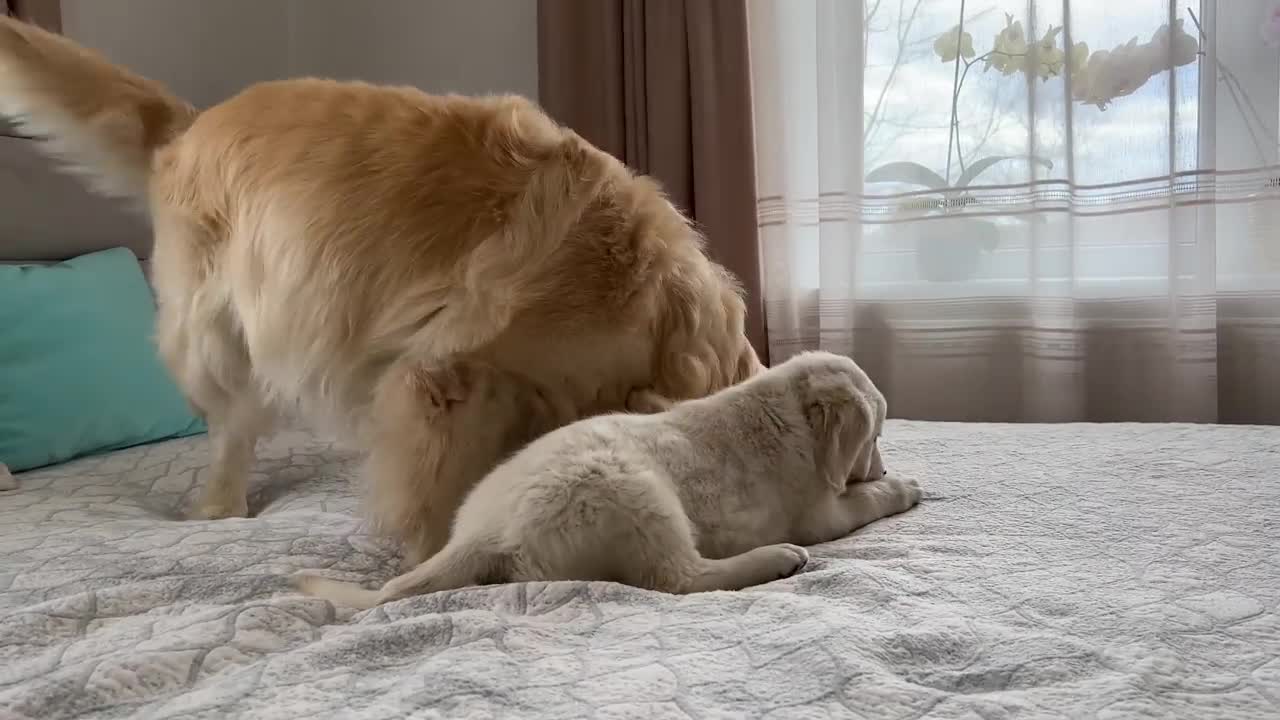 Puppy Demands Attention From Golden Retriever