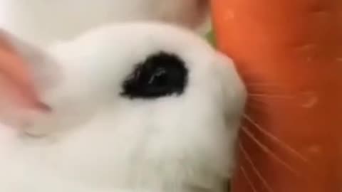 Cute and Funny Animal Video