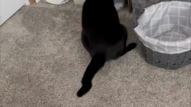Adopting a Cat from a Shelter Vlog -Cute Precious Piper Plays with Her New Plastic Spring #shorts