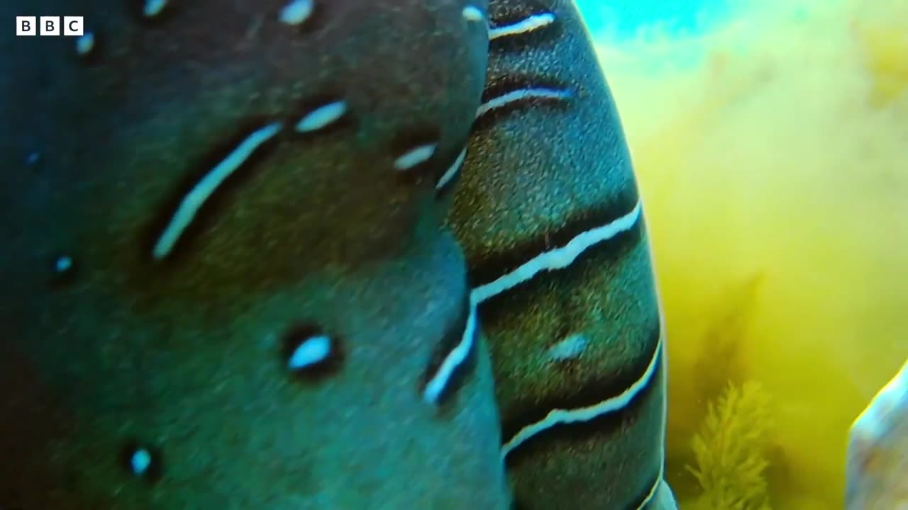 Robot Communicates with Male Cuttlefish | Spy In The Ocean | BBC Earth