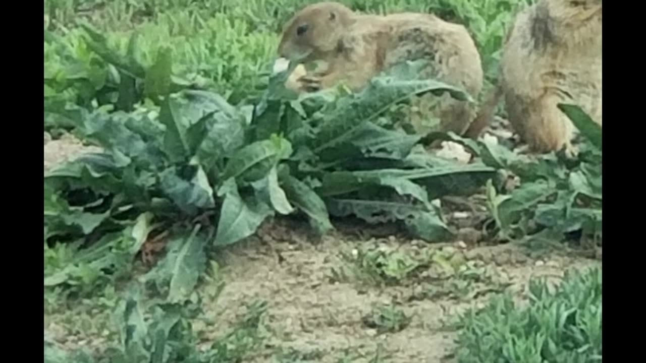 Feeding Prairie Dogs I